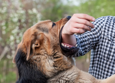 Dog Bite Lawyer - Las Vegas